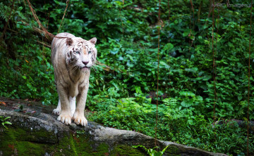 Картинка животные тигры кошка хищник