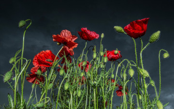 Картинка цветы маки лепестки