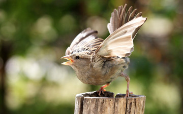 Картинка животные воробьи