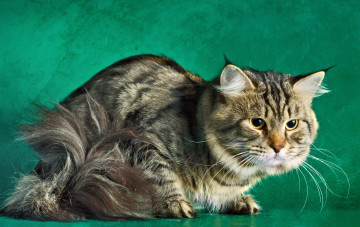 Картинка животные коты котэ