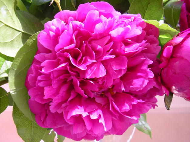 Обои картинки фото цветы, пионы, лепестки, листья