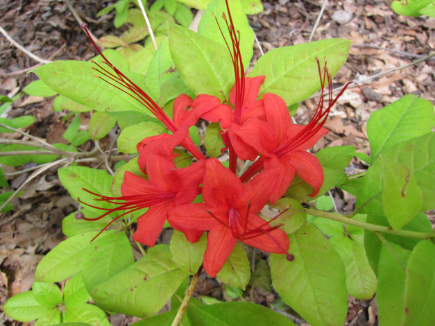 Обои картинки фото цветы, рододендроны, азалии, лепестки, листья