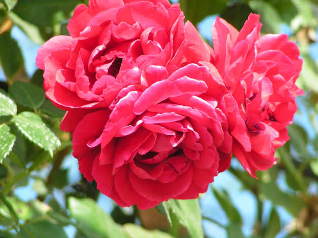 Обои картинки фото цветы, розы, лепестки, листья