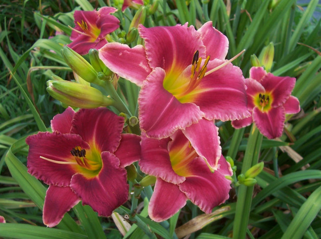 Обои картинки фото цветы, лилии, лилейники, лепестки, листья