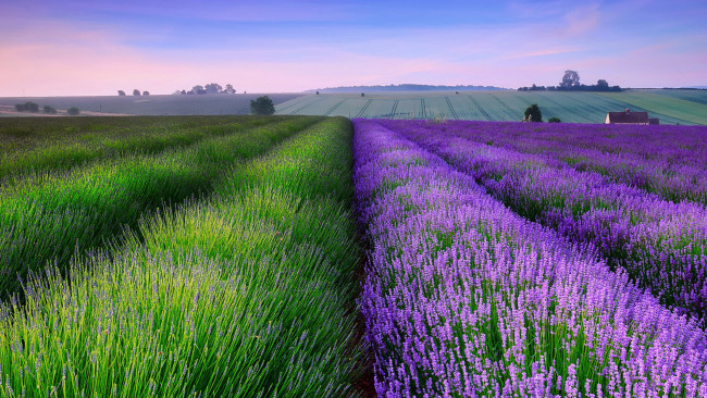 Обои картинки фото природа, поля, поле, цветы