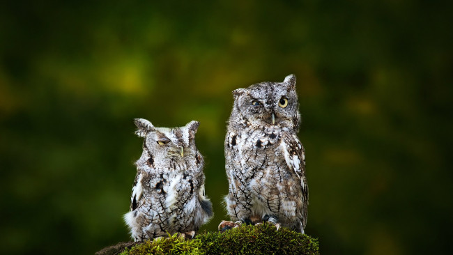 Обои картинки фото животные, совы, друзья