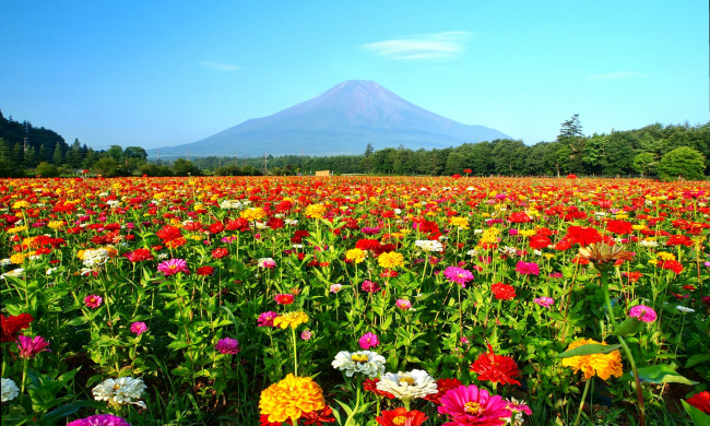 Обои картинки фото природа, луга, луг, панорама, гора, лес, цветы