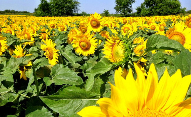 Обои картинки фото цветы, подсолнухи, лето, поле