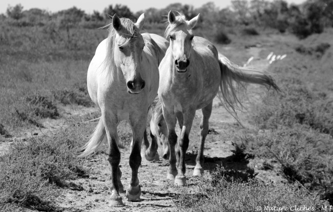 Обои картинки фото животные, лошади, кони