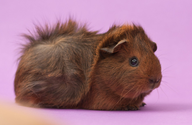 Обои картинки фото животные, морские, свинки, хомяки, морская, свинка