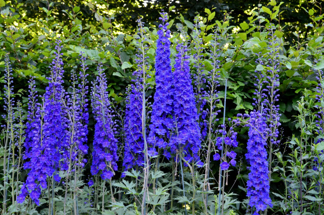 Обои картинки фото цветы, дельфиниум, синий
