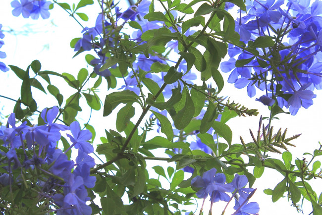 Обои картинки фото цветы, плюмбаго, свинчатка