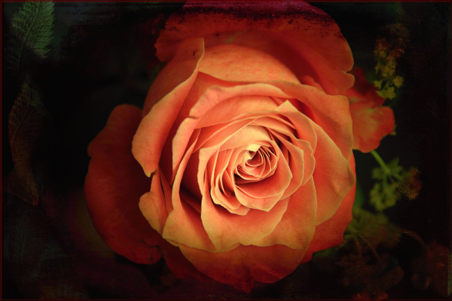 Обои картинки фото цветы, розы, макро