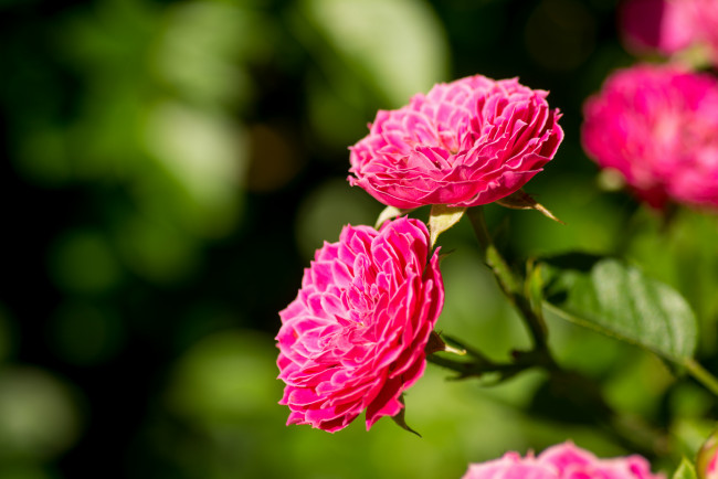 Обои картинки фото цветы, розы, розовый