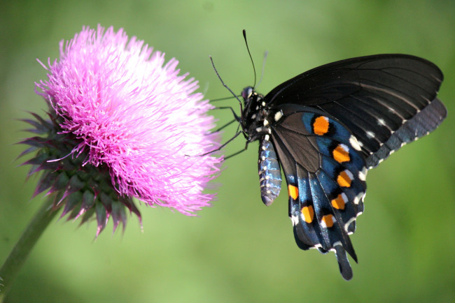 Обои картинки фото животные, бабочки, крылья