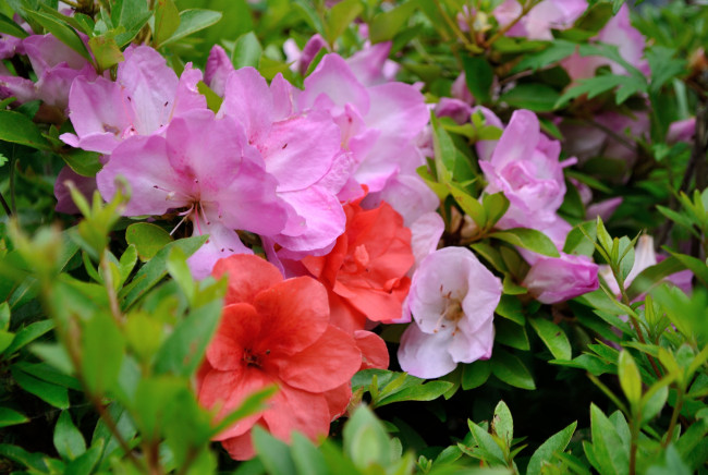 Обои картинки фото цветы, рододендроны, азалии, листья, лепестки