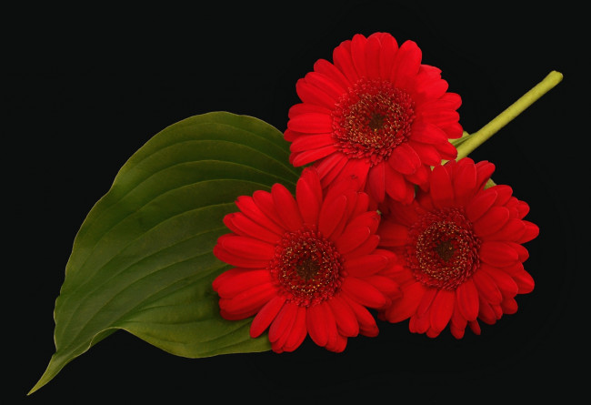 Обои картинки фото цветы, герберы, трио, красный