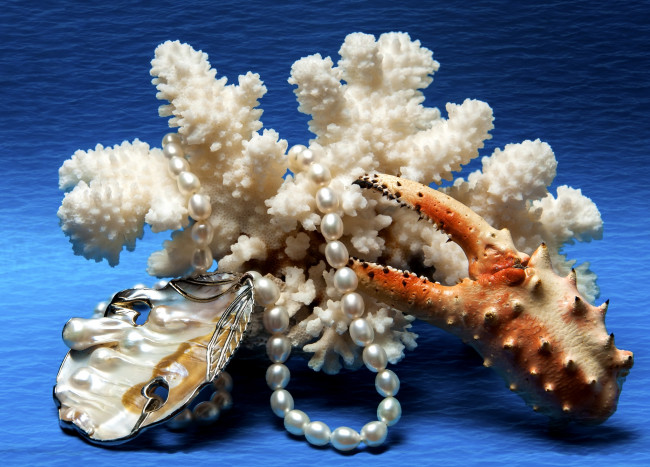 Обои картинки фото разное, ракушки, кораллы, декоративные, spa, камни, коралл, жемчуг, клешня