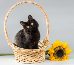 Картинка животные коты подсолнух корзина