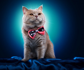 Картинка животные коты фон бабочка порода взгляд животное кот