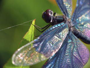 Картинка животные стрекозы стрекоза