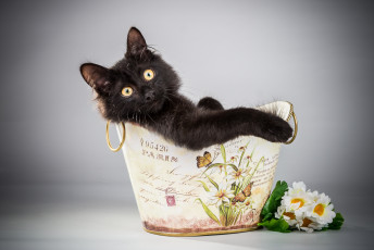 Картинка животные коты ведерко