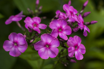 Картинка цветы флоксы яркие