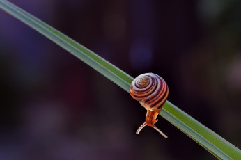 Картинка животные улитки фон трава вечер свет улитка макро