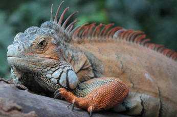 Картинка животные Ящерицы +игуаны +вараны хладнокровное