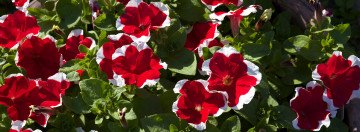 Картинка цветы петунии +калибрахоа цветение красные