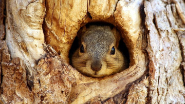 Картинка животные белки белка голова морда дупло дерево ствол