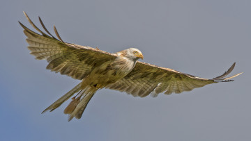 Картинка животные птицы+-+хищники небо полёт птица
