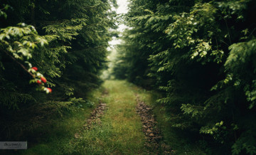 Картинка природа дороги ветки деревья лес парк