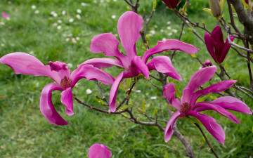 Картинка цветы магнолии ветка