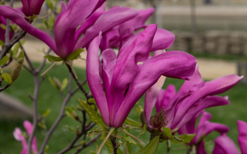 Картинка цветы магнолии ветка