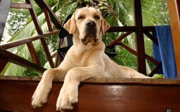 Картинка животные собаки морда