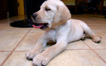 Картинка животные собаки морда