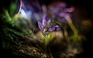 Картинка животные Ящерицы +игуаны +вараны ящерица