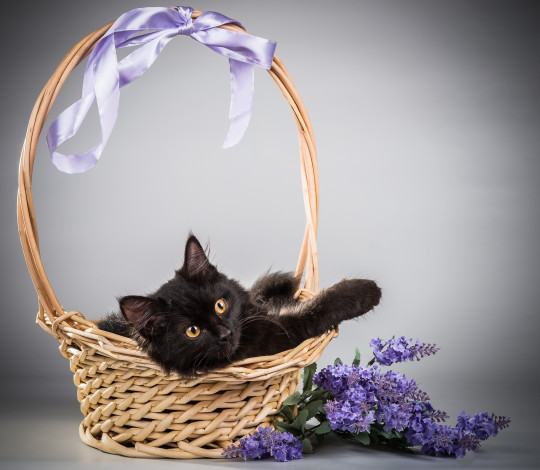 Обои картинки фото животные, коты, корзина