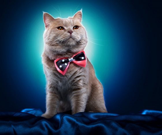 Обои картинки фото животные, коты, фон, бабочка, порода, взгляд, животное, кот