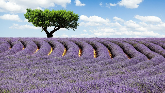 Обои картинки фото природа, поля, облака, небо, цветы, лаванда, ряды, поле, дерево
