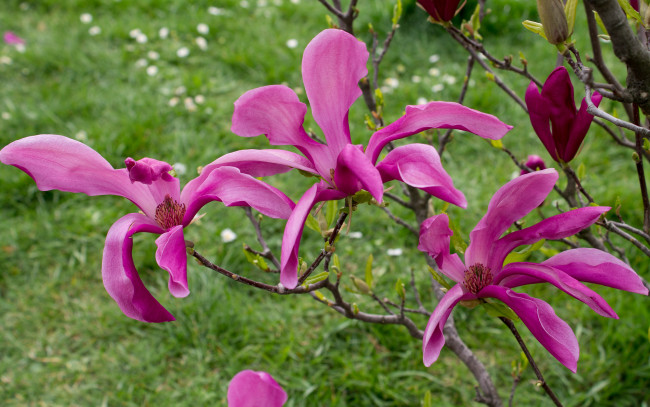 Обои картинки фото цветы, магнолии, ветка