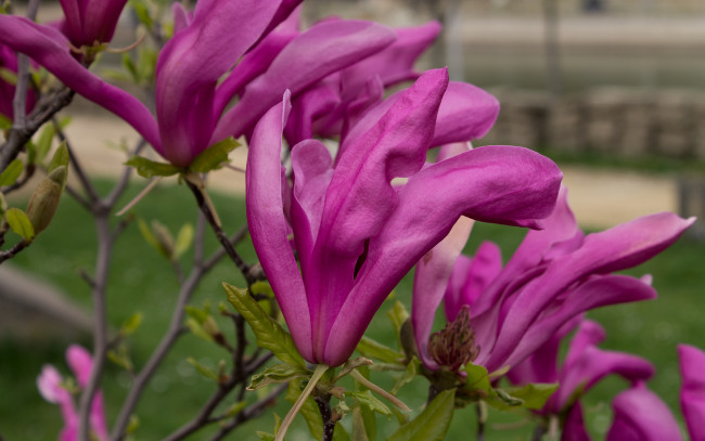 Обои картинки фото цветы, магнолии, ветка