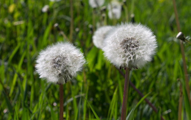 Обои картинки фото цветы, одуванчики, лето