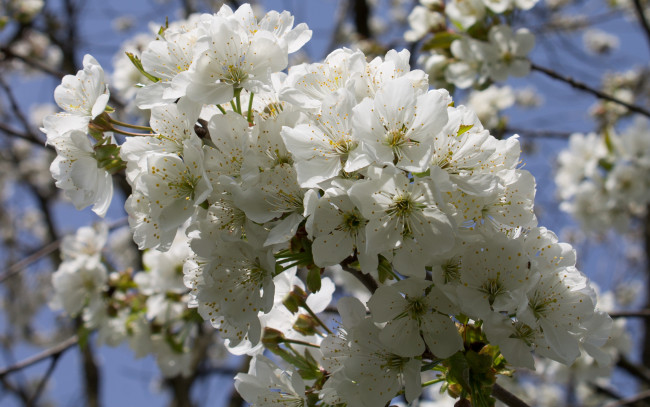Обои картинки фото цветы, сакура,  вишня, ветка, вишня