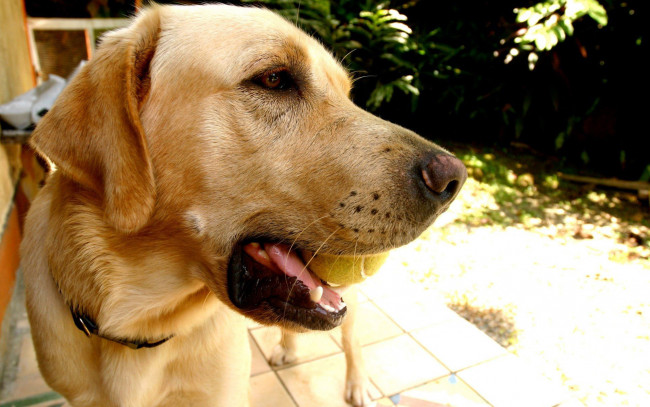 Обои картинки фото животные, собаки, морда