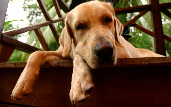 Обои картинки фото животные, собаки, морда