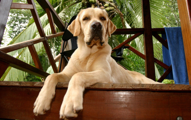 Обои картинки фото животные, собаки, морда