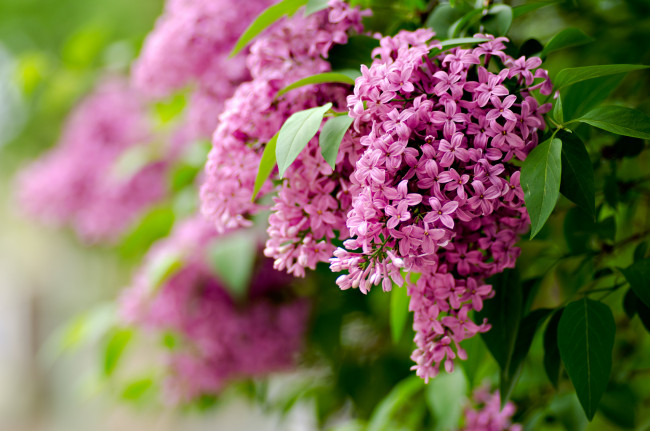 Обои картинки фото цветы, сирень, природа, весна, размытость, фокус, листья, ветки