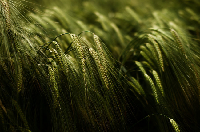 Обои картинки фото природа, макро, колоски, поле
